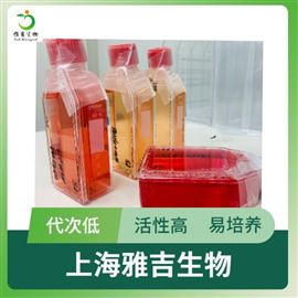 YS6078C人膠質瘤細胞GFP标記U-118MG-GFP