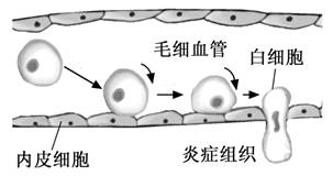 细胞行为大赏之细胞迁移和细胞侵袭