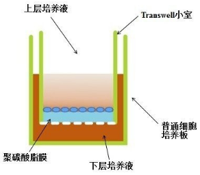 细胞行为大赏之细胞迁移和细胞侵袭
