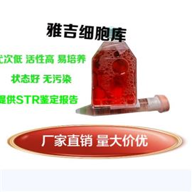 YS005C293T；人胚肾细胞ATCC