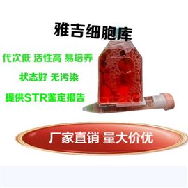 YS020C人恶性黑色素瘤细胞；A375细胞ATCC